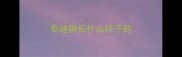 泰迪狗长什么样子的