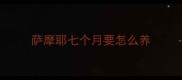 萨摩耶七个月要怎么养