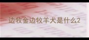 边牧金边牧羊犬是什么