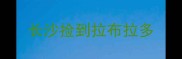 长沙捡到拉布拉多