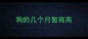 狗的几个月智商高