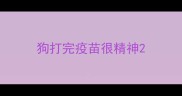 狗打完疫苗很精神