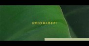 拉布拉多做去势手术