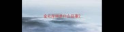 金毛尿频是什么回事