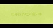 拉布拉多幼犬磨牙棒