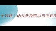 拉布拉多洗澡年龄全攻略幼犬洗澡禁忌与正确流程附洗澡视频