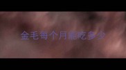 金毛每个月能吃多少