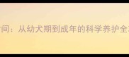 边境牧羊犬最佳饲养时间从幼犬期到成年的科学养护全攻略附成长阶段表