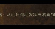 金毛犬年龄判断全攻略从毛色到毛发状态看狗狗真实年龄附对比图