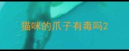 猫咪的爪子有毒吗