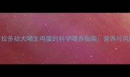 拉布拉多幼犬喝生鸡蛋的科学喂养指南营养与风险全