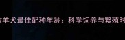 边境牧羊犬最佳配种年龄科学饲养与繁殖时机全
