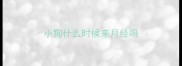 小狗什么时候来月经吗