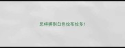 怎样辨别白色拉布拉多