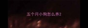 五个月小狗怎么养
