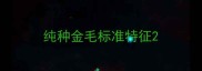 纯种金毛标准特征