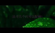 法斗几个月可以配种