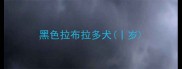 黑色拉布拉多犬丨岁