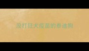 没打狂犬疫苗的泰迪狗