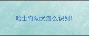 哈士奇幼犬怎么识别