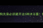 宠物医生紧急提醒狗狗洗澡必须避开这5种沐浴露错误用法或致健康危机