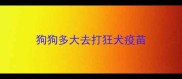 狗狗多大去打狂犬疫苗
