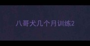 八哥犬几个月训练