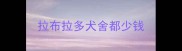 拉布拉多犬舍都少钱