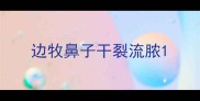 边牧鼻子干裂流脓