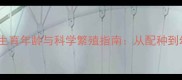 哈士奇最佳生育年龄与科学繁殖指南从配种到幼犬培育全