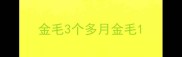 金毛3个多月金毛