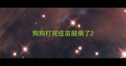 狗狗打完疫苗腿瘸了