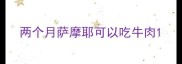 两个月萨摩耶可以吃牛肉