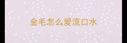 金毛怎么爱流口水