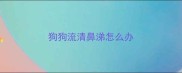 狗狗流清鼻涕怎么办