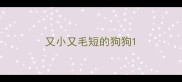 又小又毛短的狗狗