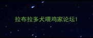 拉布拉多犬喂鸡家论坛