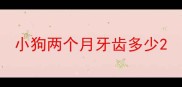 小狗两个月牙齿多少