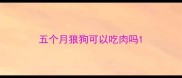五个月狼狗可以吃肉吗