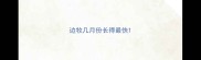 边牧几月份长得最快