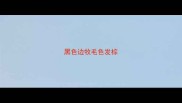 黑色边牧毛色发棕