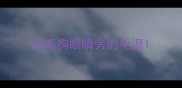 金毛狗眼睛旁的毛湿