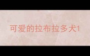 可爱的拉布拉多犬