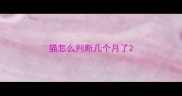 猫怎么判断几个月了