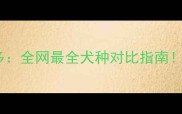 哈士奇VS拉布拉多全网最全犬种对比指南看完再养不踩坑