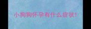 小狗狗怀孕有什么症状