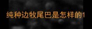 纯种边牧尾巴是怎样的