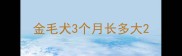 金毛犬3个月长多大