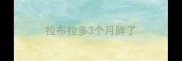 拉布拉多3个月胖了