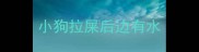 小狗拉屎后边有水